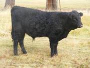 Herdsire 622 (942)  Weaner Bull 2016