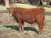 626 (674) Weaner Bull for sale 2016