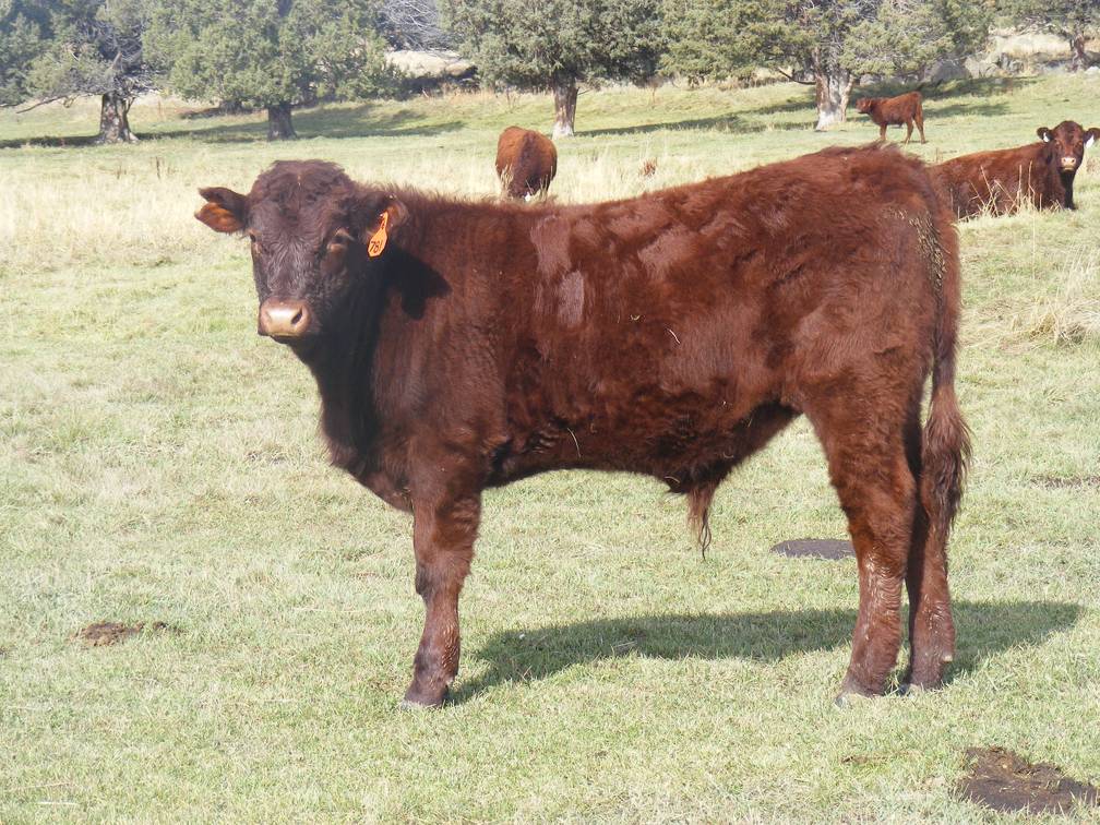 2016 Steer Calf 781