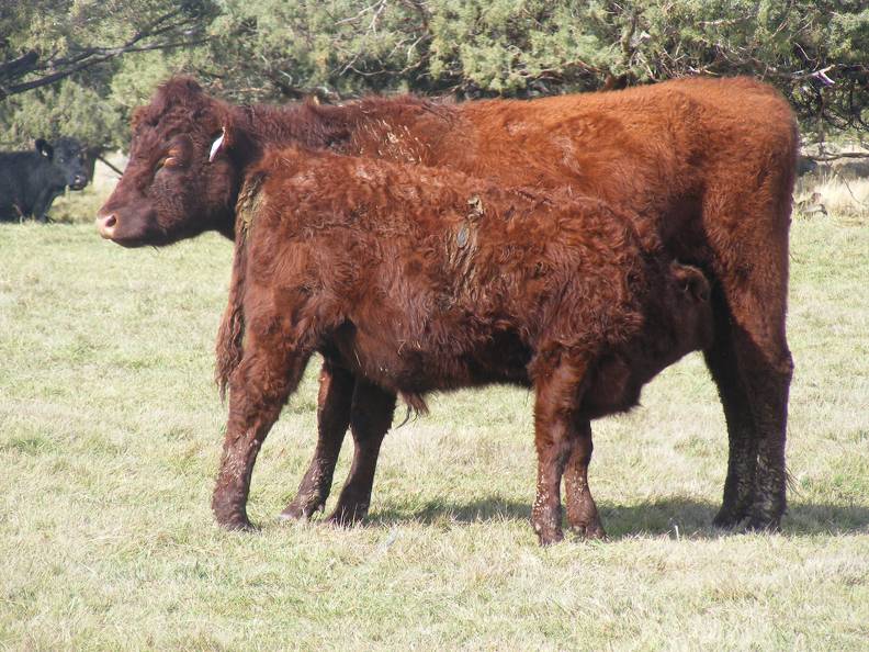 2016 Steer Calf 469