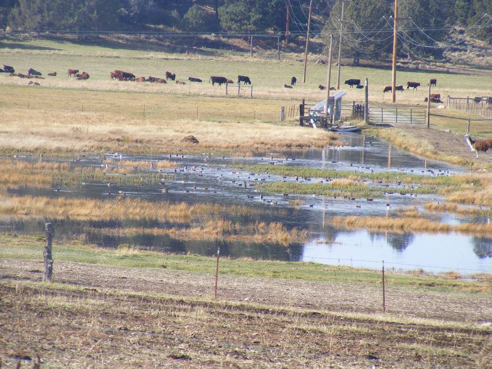 Ducks on the pond