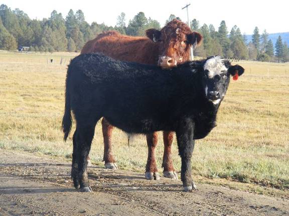 2016 Steer Calf 136