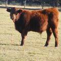 2016 Steer Calf 614