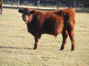 2016 Steer Calf 614