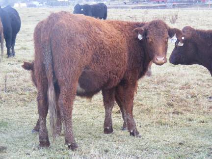 2016 Two year Old Cow 433