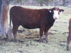 2016 Two year Old Cow 441