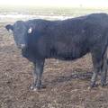 2016 Two year Old Cow 443