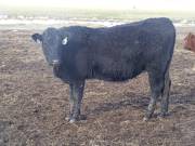 2016 Two year Old Cow 443