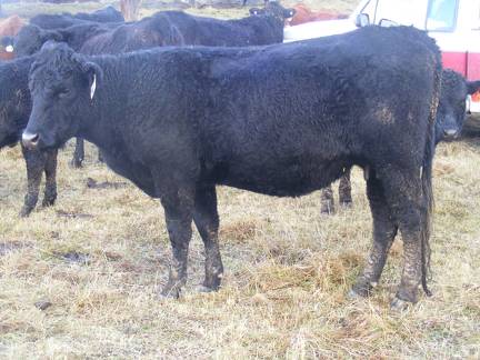 2016 Two year Old Cow 465