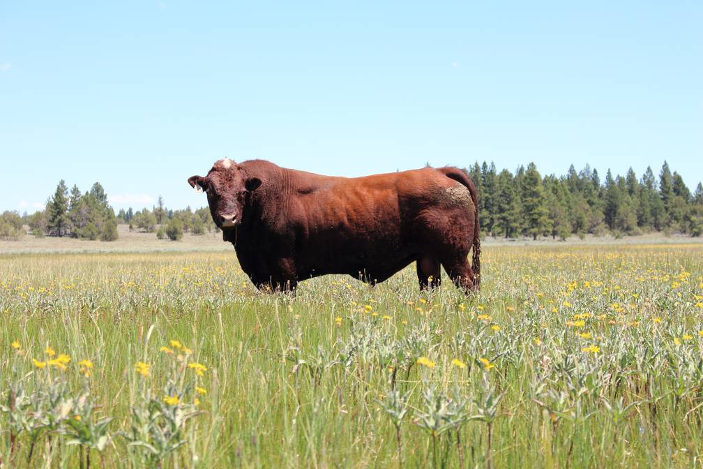 2016 Five Year Old Herdsire 130