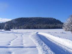 Scenic driveway in winter