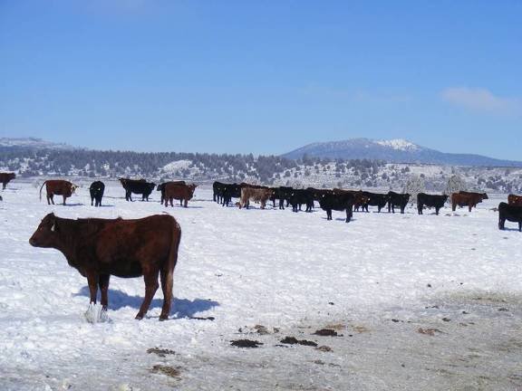 Scenic wintertime cows