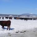 Scenic wintertime cows