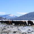 Scenic wintertime cows
