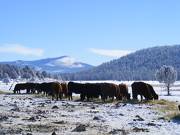 Scenic wintertime cows