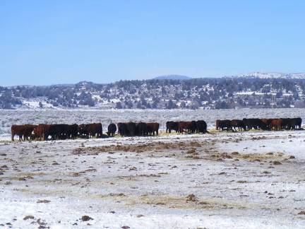 Scenic wintertime cows