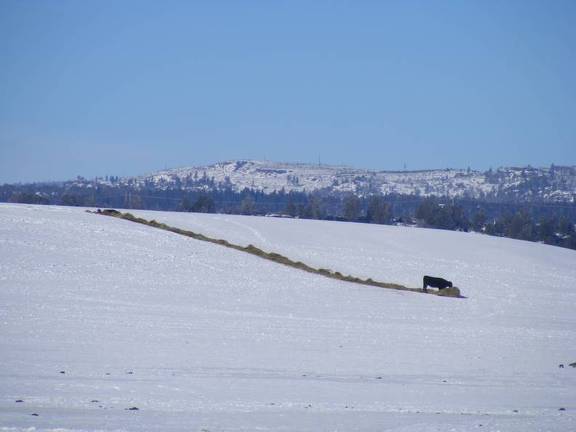 Poor lonely cow with only a round bale for company