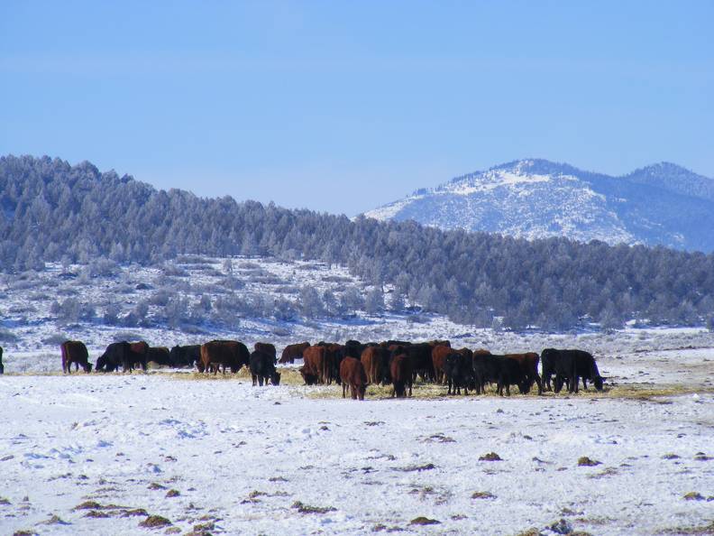 Scenic wintertime cows