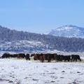 Scenic wintertime cows