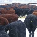 Cow chow line