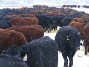 Cow chow line