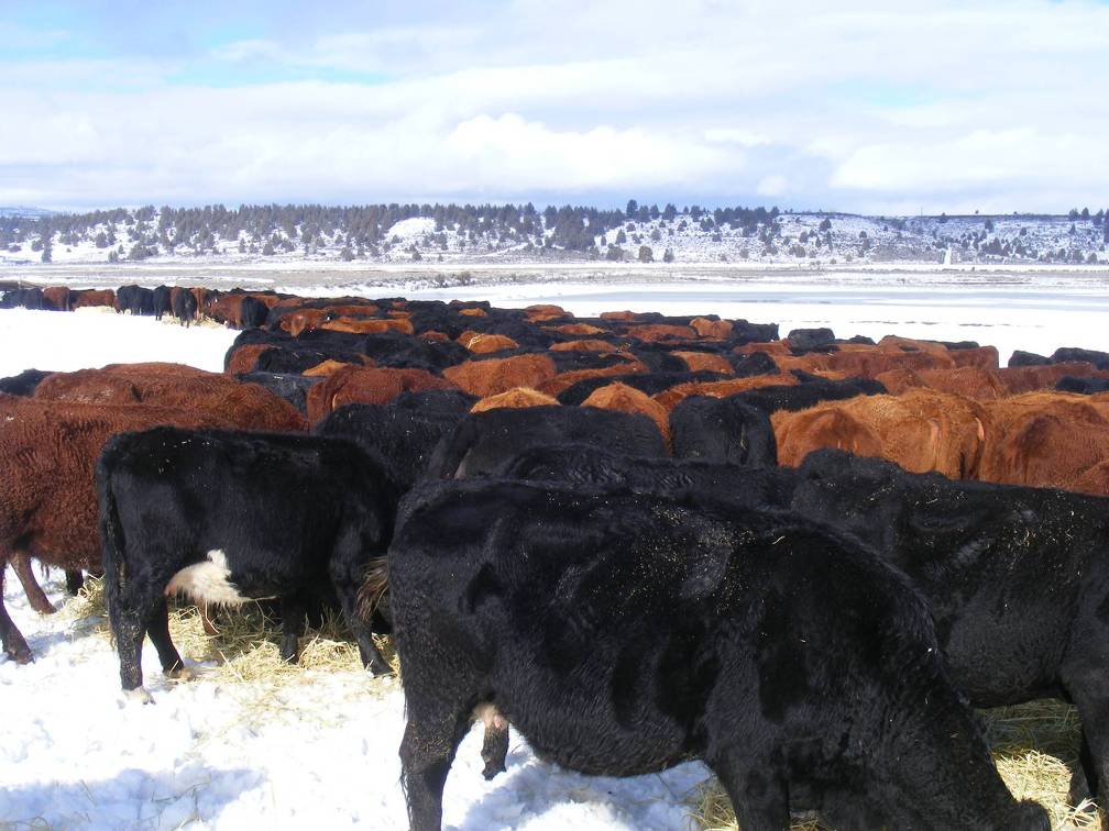 Cow chow line