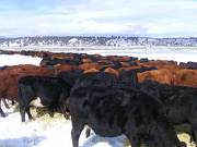 Cow chow line