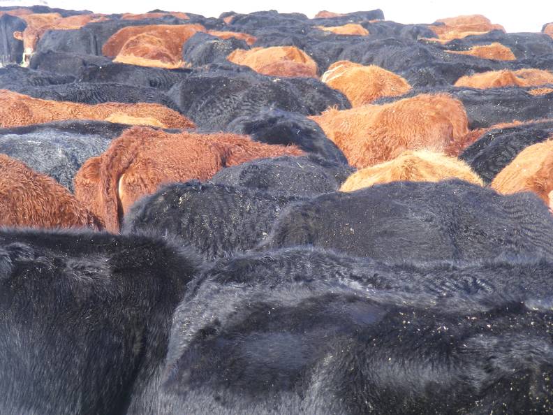 Cow chow line