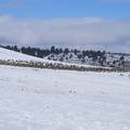 Ducks and Geese living on welfare for the winter