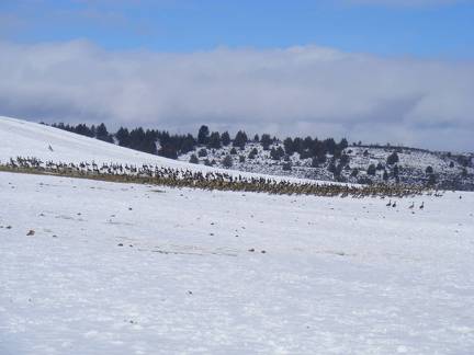 Ducks and Geese living on welfare for the winter