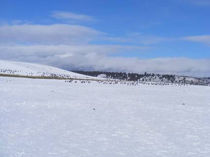 Ducks and Geese living on welfare for the winter