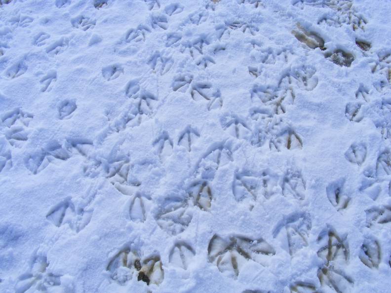 Those don't look like cow tracks in the chow line!