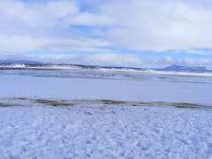 Ducks and Geese living on welfare for the winter