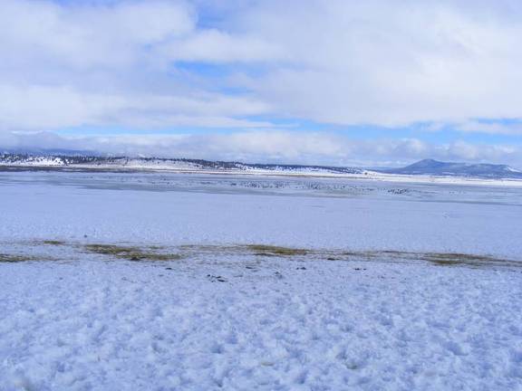 Ducks and Geese living on welfare for the winter