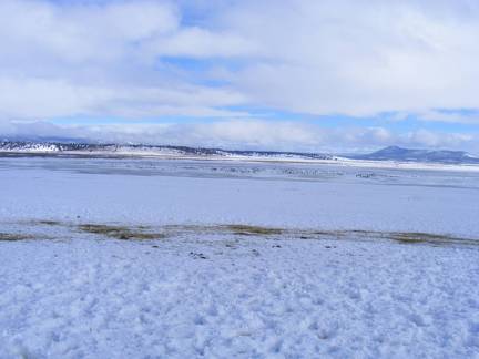 Ducks and Geese living on welfare for the winter