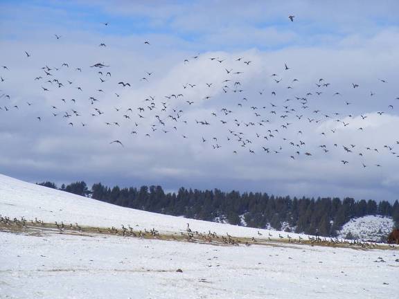 Ducks and Geese living on welfare for the winter