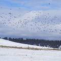 Ducks and Geese living on welfare for the winter