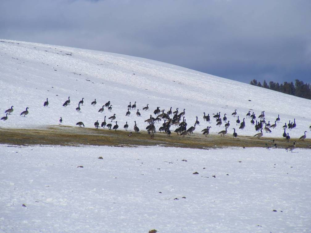 Ducks and Geese living on welfare for the winter