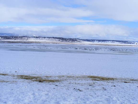 Ducks and Geese living on welfare for the winter