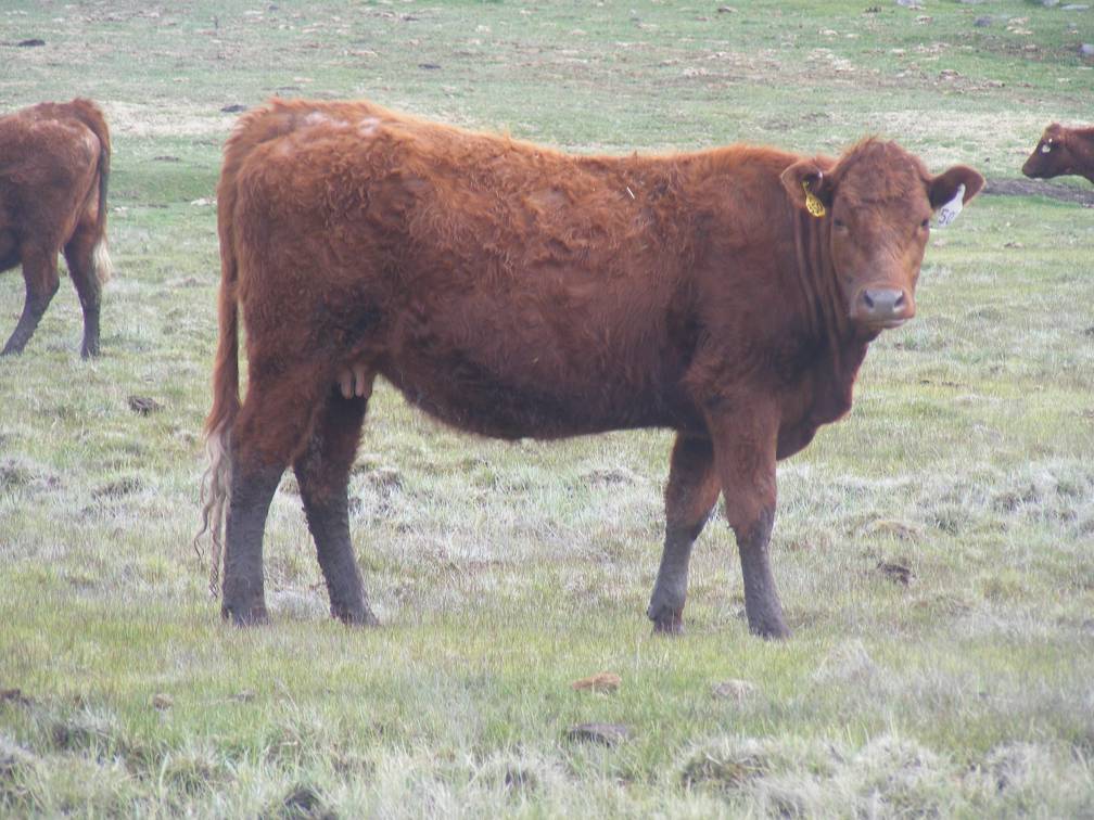 Bred Heifer 503