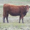 Bred Heifer 503