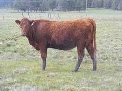 Bred Heifer 503