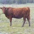 Bred Heifer 503