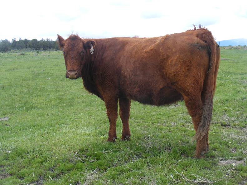 2017 Fourteen Year Old Cow 389