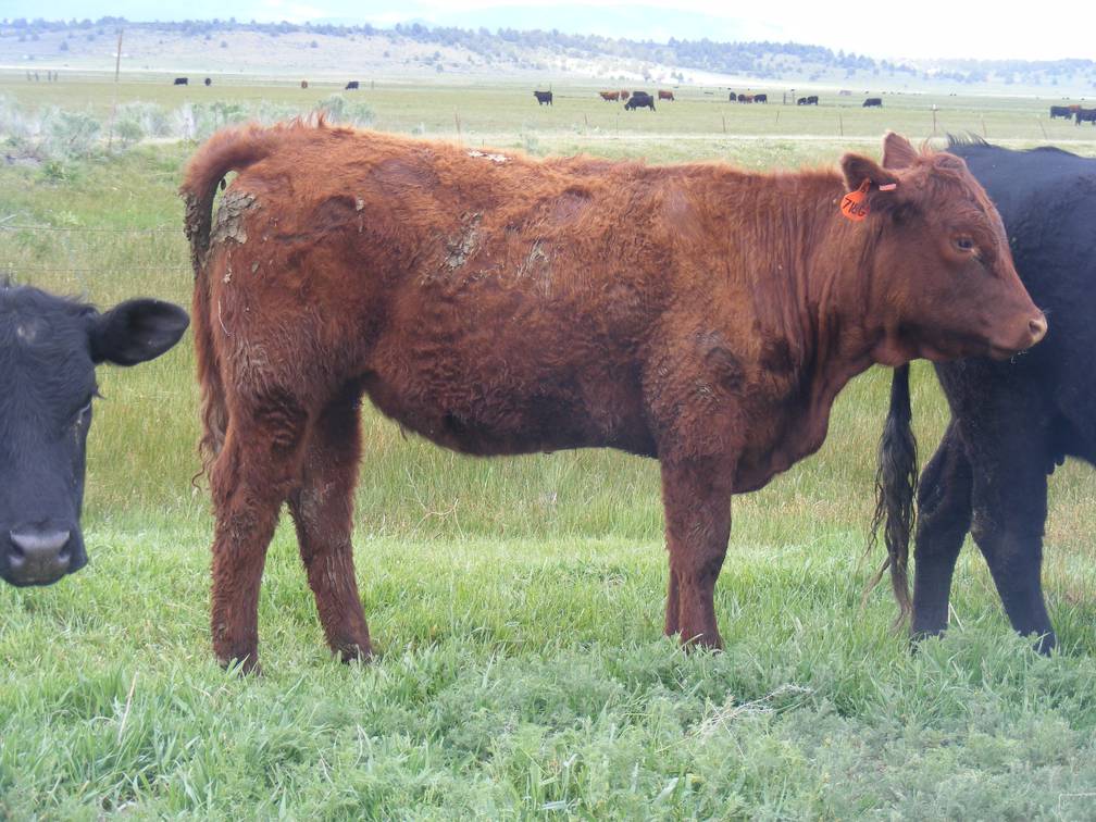 2017 Yearling Heifer 718G (freemartin)