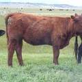 2017 Yearling Heifer 718G (freemartin)