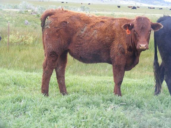 2017 Yearling Heifer 718G (freemartin)