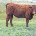 2017 Yearling Heifer 718G (freemartin)