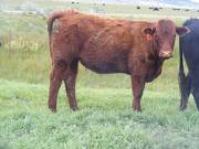 2017 Yearling Heifer 718G (freemartin)