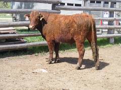 505 Two Year Old Bull for Sale 2017